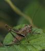 Pholidoptera griseoaptera